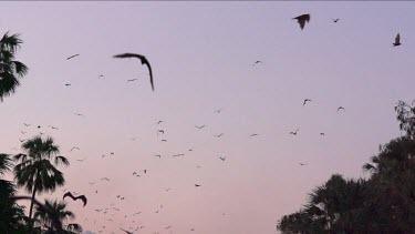 Very large flock of flying foxes flying through sky in sunset