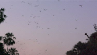 Very large flock of flying foxes flying through sky in sunset