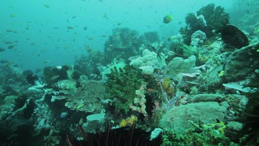 Fish and Feather Stars along a coral reef