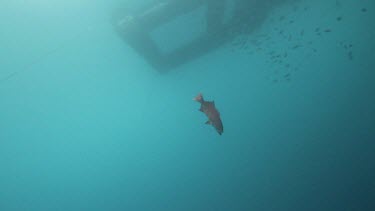 Underwater view of Coral Trout on a fishing hook