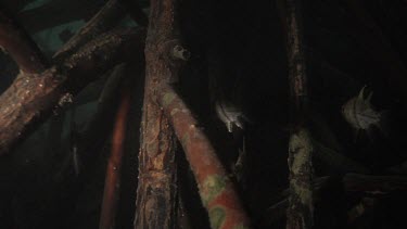 Fish swimming among Mangrove roots