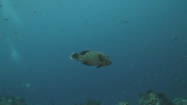 Humphead Wrasse swimming