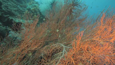 Large school of Fusilier over a coral reef