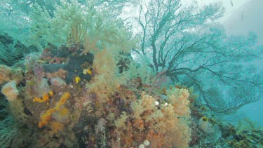 Sea fans and Soft Coral on a coral reef