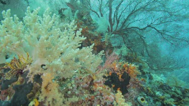 Sea fans and Soft Coral on a coral reef