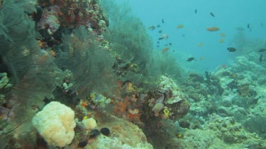 Cross's Damselfish, Freckled Hawkfish, gold Striped Sweetlips, and Fine-Lined Surgeonfish schools over a busy coral reef