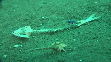 Caltrop Murex shell next to a fish skeleton