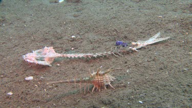 Caltrop Murex shell next to a fish skeleton