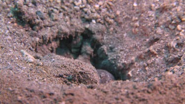 Barredfin Moray hidden in a hole