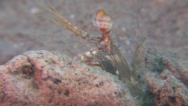 Short Beak Mantis Shrimp