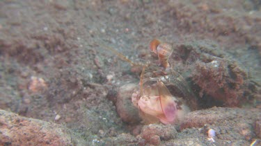 Short Beak Mantis Shrimp