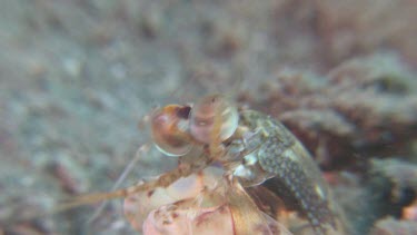 Close up of Short Beak Mantis Shrimp