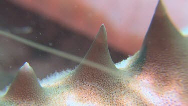 Close up of the spine of Chocolate Chip Sea Star