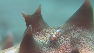 Emperor Shrimp on Chocolate Chip Sea Star