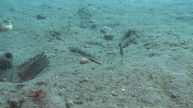 Common Seahorse swimming along the ocean floor