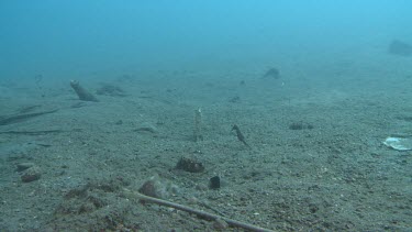 Common Seahorse swimming along the ocean floor