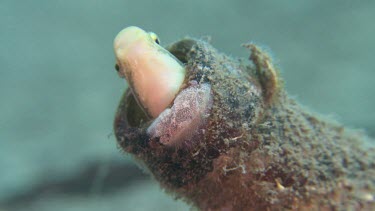 Close up of Shorthead Fangblenny peering from a sand-covered bottle