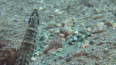 Close up of Common Seahorse swimming along the ocean floor