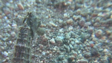 Close up of Common Seahorse swimming along the ocean floor