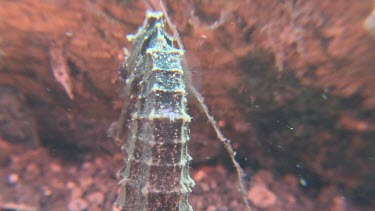 Close up of Common Seahorse swimming along the ocean floor