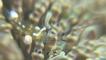 Transparent Peacock-Tail Anemone Shrimp on a Sea Anenome