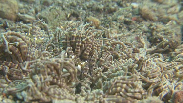 Sea Anemone underwater