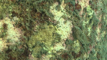 Brown-Banded Pipefish on a reef
