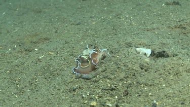 Headshield Slug and Brown-Lined Paper Bubble on the ocean floor