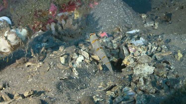 Randall's Shrimp Goby and Snapping Shrimp on a coral reef