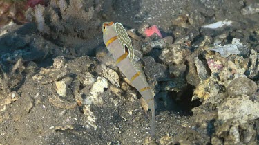 Randall's Shrimp Goby on a coral reef
