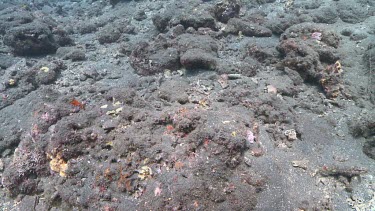 Ash on the ocean floor
