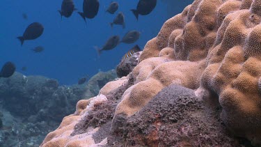 Fish on an ashy coral reef