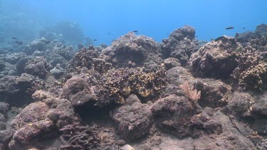 Ash-covered coral with Sea Anemone and Clownfish