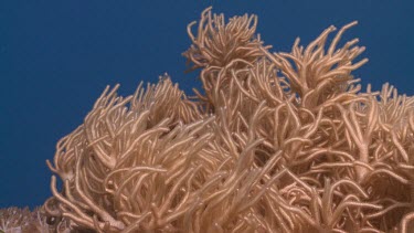 Orange Sea Anemone on a reef