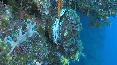 Clam on a coral reef underwater