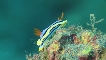 Magnificent Nudibranch on a coral reef