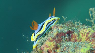 Magnificent Nudibranch on a coral reef