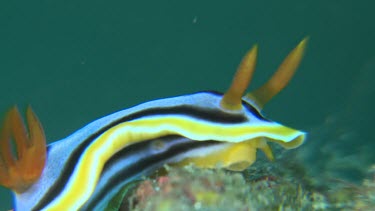 Close up of Magnificent Nudibranch