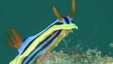 Close up of Magnificent Nudibranch