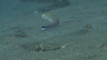Close up of Flagtail Blanquillo swimming by the ocean floor
