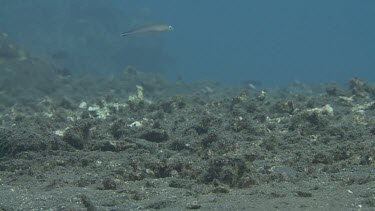 Flagtail Blanquillo swimming by the ocean floor
