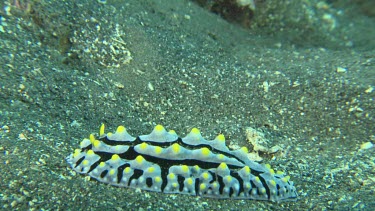 Swollen Phyllidia on the ocean floor