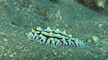 Swollen Phyllidia on the ocean floor