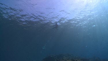 Fisherman swimming near the ocean's surface