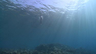 Fisherman swimming to an underwater fish trap on a reef