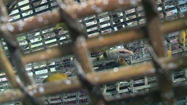 Manybar Goatfish and Yellow Chromis fish caught in a fish trap