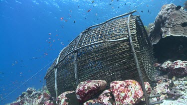Entrance to fish trap with Big-Scale Soldierfish and Lined Bristletooth fish