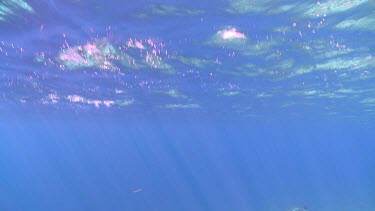 Fish trap underwater with Big-Scale Soldierfish