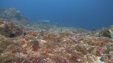 Alor Sea Anemone garden