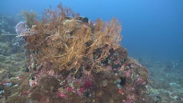 Sea fan and coral reef underwater